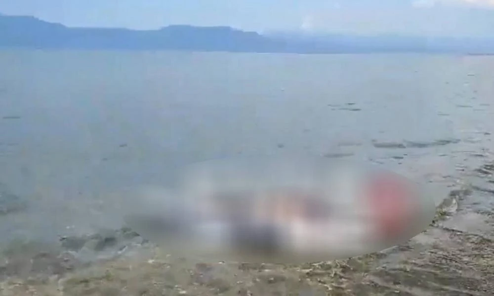 Χαλκίδα: Θλιβερή εικόνα αντίκρισαν λουόμενοι-Νεκρό δελφίνι ξεβράστηκε σε παραλία